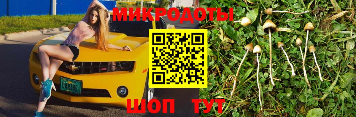 Галлюциногенные грибы Psilocybe Кашира